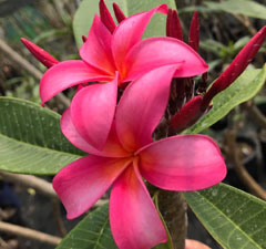 Frangipani Flowers For Sale Tropical Frangipani Flowers Available From The Frangipani Hut In New Zealand Nz