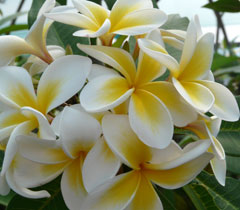 Frangipani Plants For Sale Tropical Frangipani Plants Available From The Frangipani Hut In New Zealand Nz