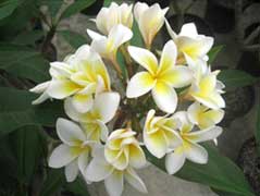 Frangipani flower