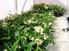 Frangipani plants